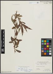 Foto von Salix alba L.